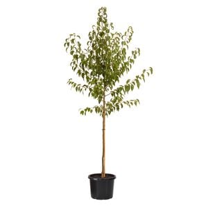 330mm Snow Pear - Pyrus nivalis