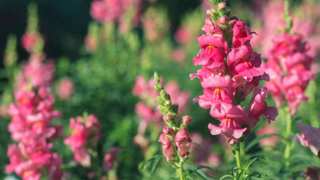Snapdragon plants with bright pink petals.