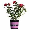 170mm Flower Carpet Scarlet Rose - Rosaceae
