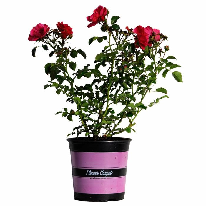 170mm Flower Carpet Scarlet Rose - Rosaceae