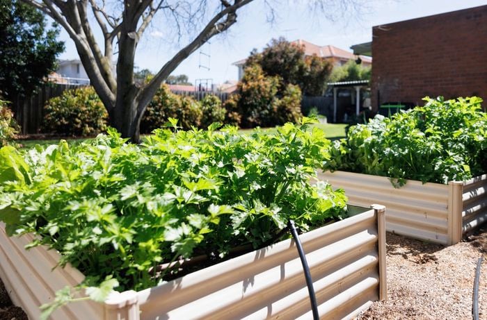 A garden with three raised plant beds.