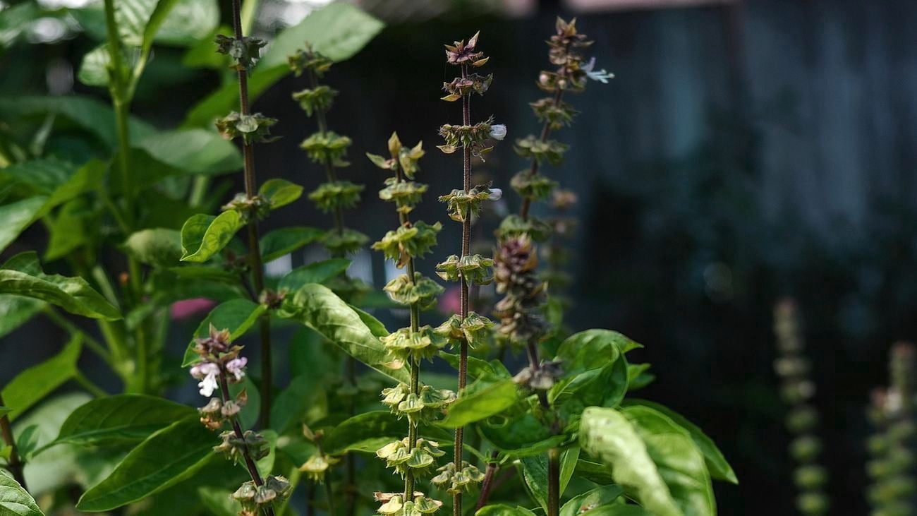 Thai basil plant.