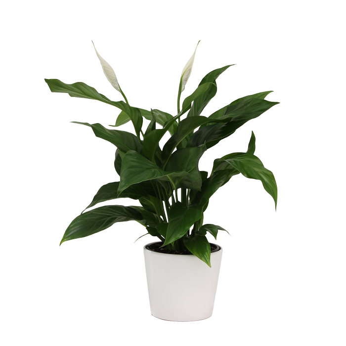 150mm Peace Lily - Spathiphyllum In Ceramic Pot