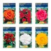 Fiesta Flower Bulbs Camellia Begonia - 1 Tuber