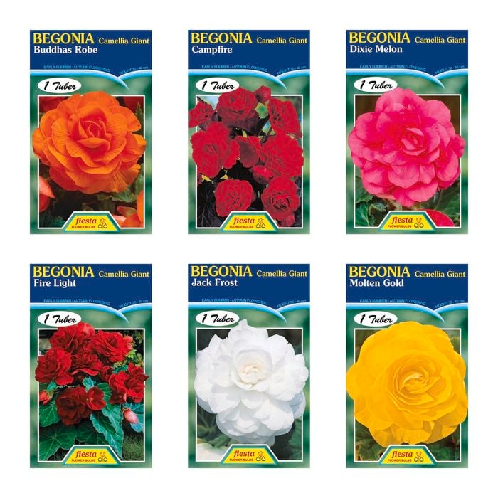 Fiesta Flower Bulbs Camellia Begonia - 1 Tuber