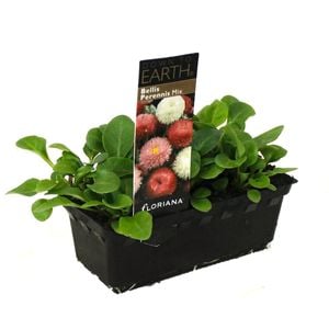 Bellis Mix Punnet - Bellis perennis