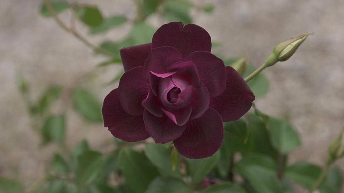 Purple rose.