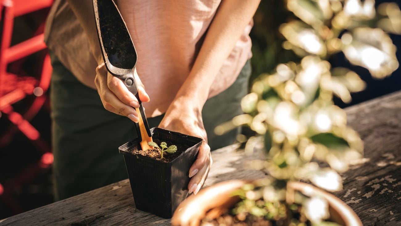 hand using a dibber and widger in the soil of a pot plant