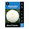 Bloomin Bulbs Dahlia Little Angel 1 Pack