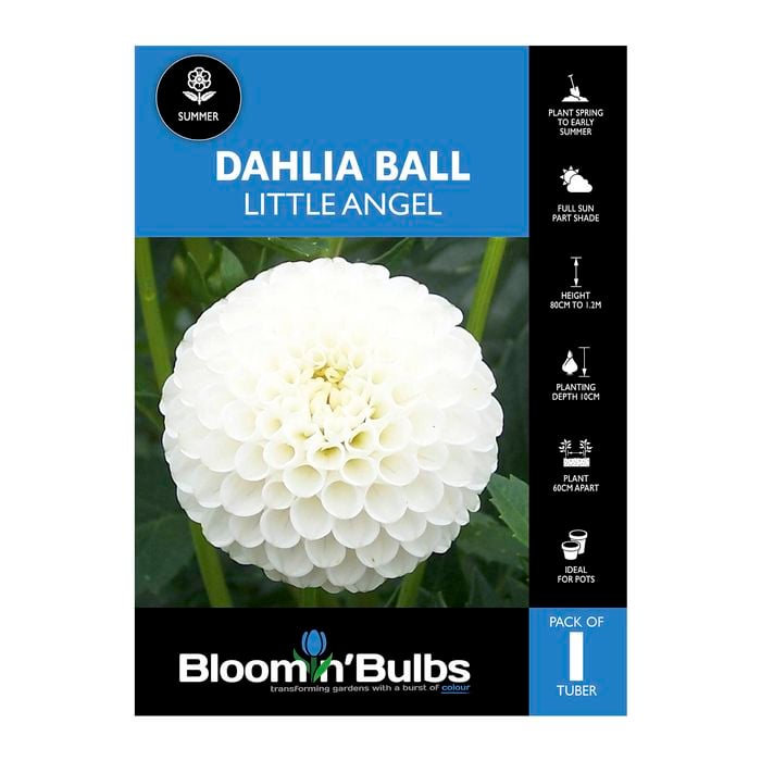 Bloomin Bulbs Dahlia Little Angel 1 Pack