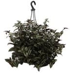 200mm Spiderwort -Tradescantia zebrina