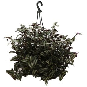 200mm Spiderwort -Tradescantia zebrina