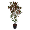 30L Magnolia Kay Parris - Magnolia grandiflora