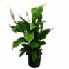 150mm Peace Lily - Spathiphyllum wallisii