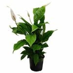 150mm Peace Lily - Spathiphyllum wallisii