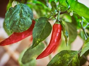 Chillies - Close up