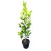 2L Tuffy Fig - Ficus tuffi