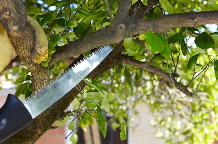 A person cutting a tree branch with a pruning saw