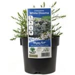 140mm White Confetti Bush - Coleonema pulchrum Alba