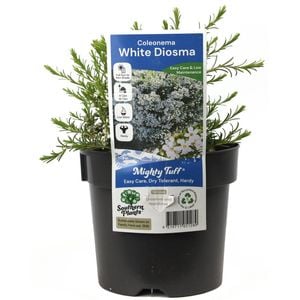 140mm White Confetti Bush - Coleonema pulchrum Alba