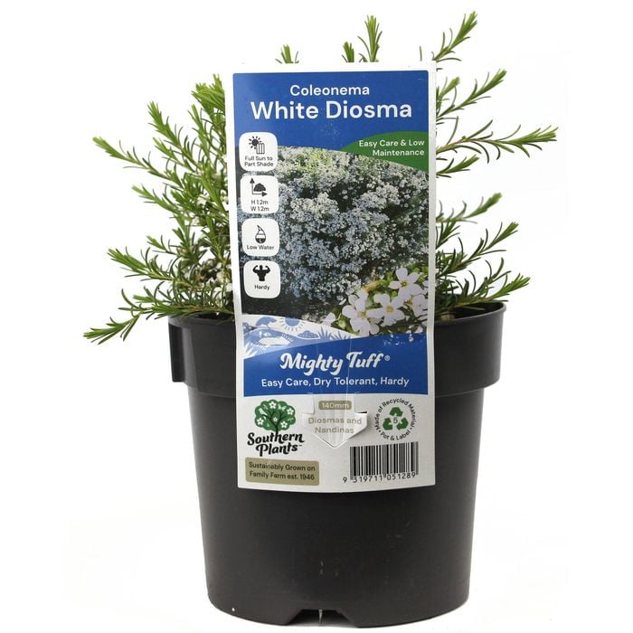 140mm White Confetti Bush - Coleonema pulchrum Alba