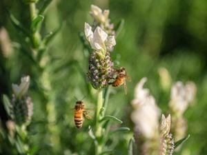Bees sitting on flower.