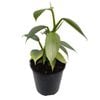 125mm Silver Sword - Philodendron hastatum