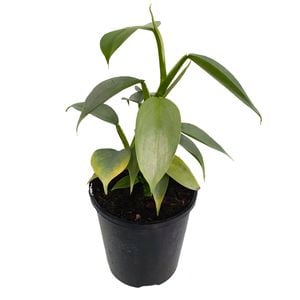 125mm Silver Sword - Philodendron hastatum