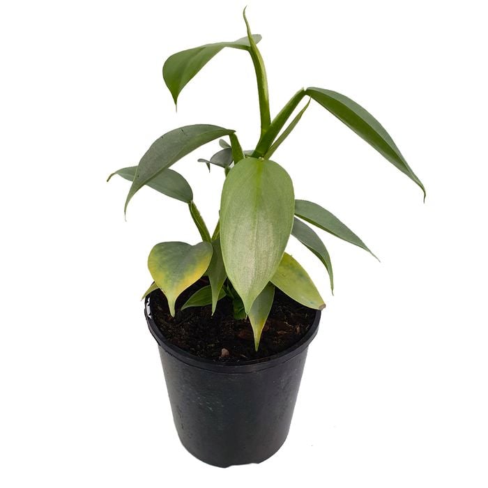 125mm Silver Sword - Philodendron hastatum