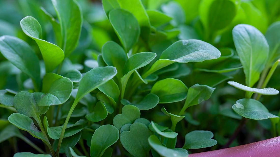 A bunch of watercress in a field 
