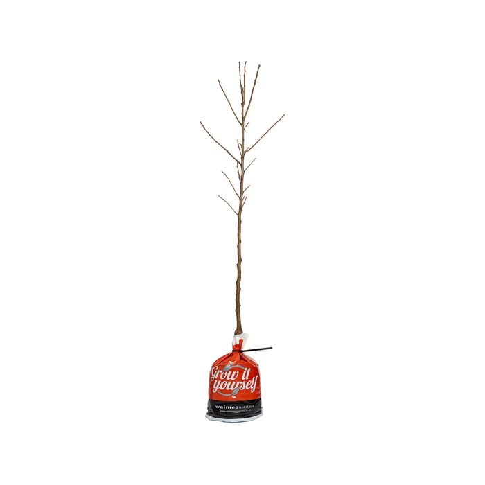 Plant Peachcot Pb18