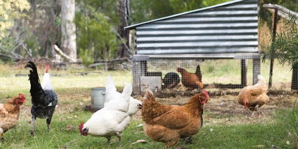 hens in a backyard