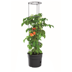Maze Tomato Grower Planter 300 - 300mm