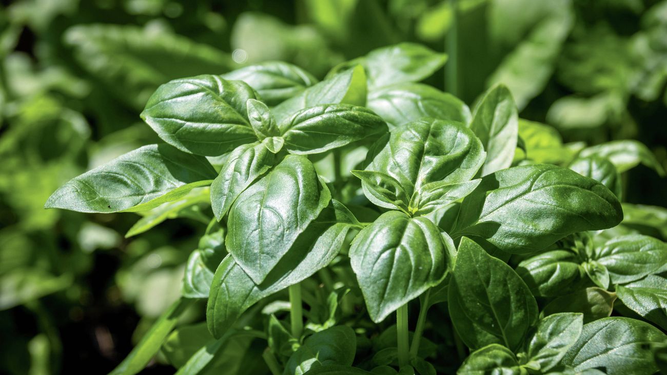 Fresh basil plant with glossy green leaves