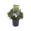 140mm Craigieburn - Euphorbia amygdaloides