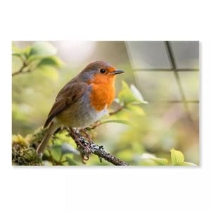 Bird In Family Turdidae  Print 100% Australian Made 50 x 40cm  (Acrylic)