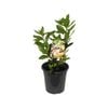 180mm Dwarf Bay Tree Baby Bay - Laurus nobilis 'BabyBay' Dwarf