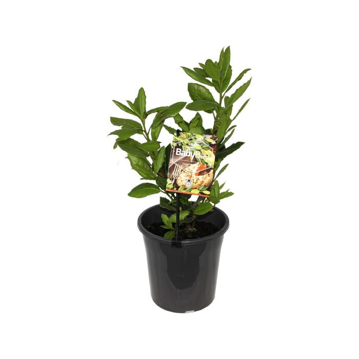 180mm Dwarf Bay Tree Baby Bay - Laurus nobilis 'BabyBay' Dwarf