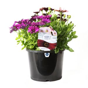 200mm Osteospermum Triple Treat - Osteospermum ecklonis