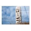 Driftwood New Zealand  Print 100% Australian Made 150 x 100cm  (Acrylic)