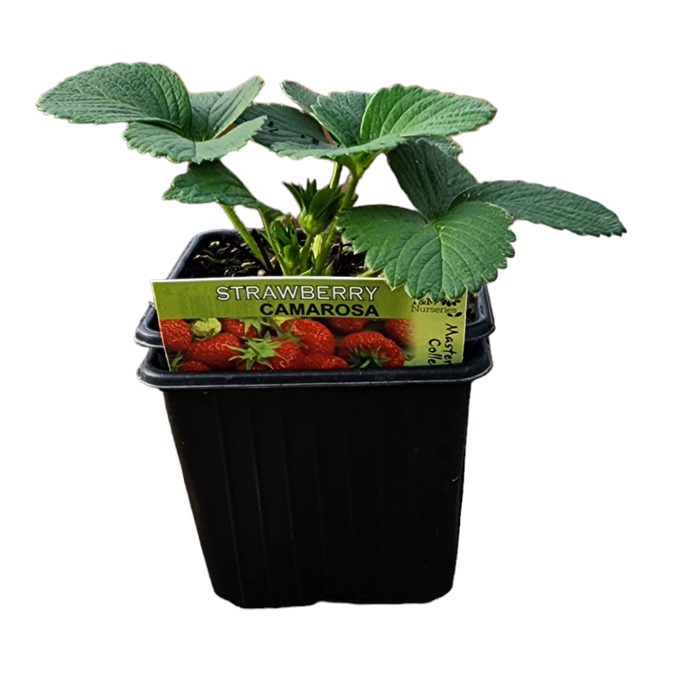 10.5cm Strawberry Camerosa - Fragaria ananassa