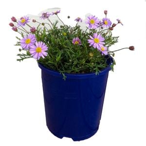 Daisies