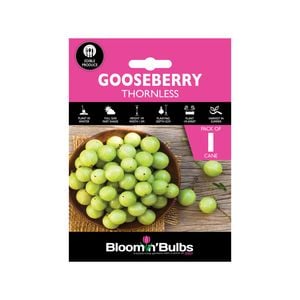 Bloomin Bulbs Gooseberry Thornless - Ribes Uva-Crispa
