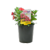 1.5L Surfinia Summer Double Salmon - Petunia hybrida
