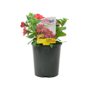 1.5L Surfinia Summer Double Salmon - Petunia hybrida