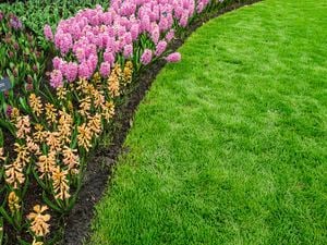 Curved flower bed of pink and orange hyacinths bordering a neatly mown green lawn.