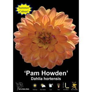 Yarra Valley Bulbs Pam Howden - 1 Pack