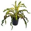 125mm Princess Mary - Croton Codiaeum variegatum