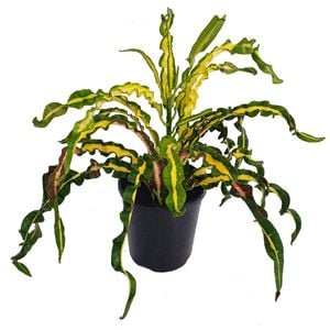 125mm Princess Mary - Croton Codiaeum variegatum