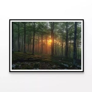 Morning in the Forest  Print 100% Australian Made 90x60cm  (Poster)